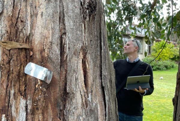 Consulting Arborist Tasmania