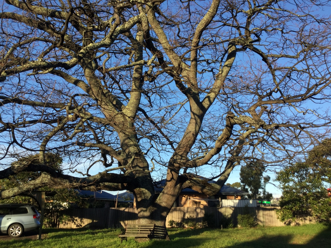 Tree protection regulations in Tasmania