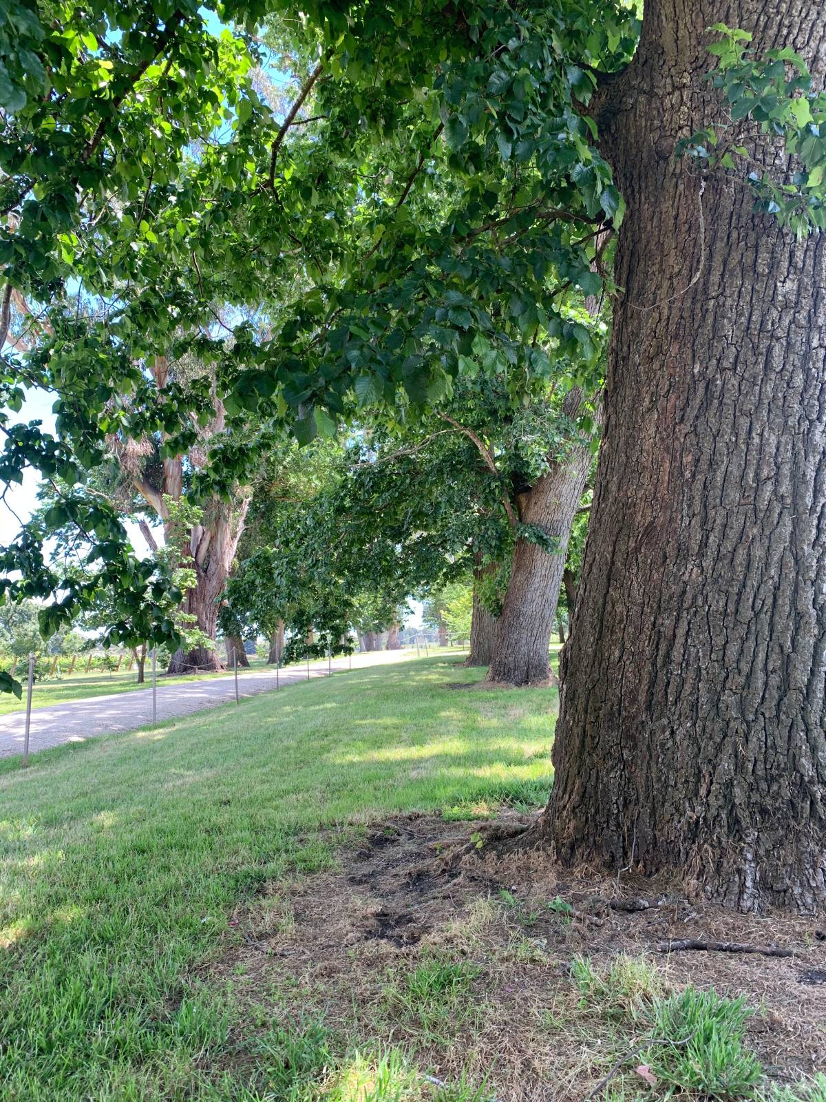 What is an arboricultural risk assessment?