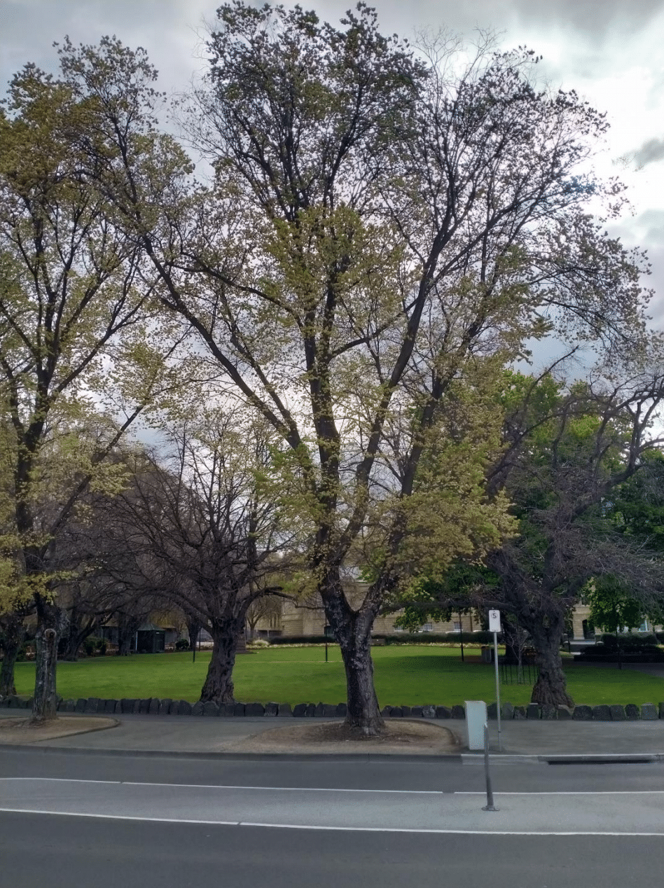 Significant trees in Tasmania